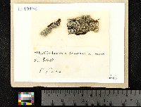 Melaspilea heterocarpa image