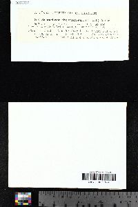 Roccellographa circumscripta image