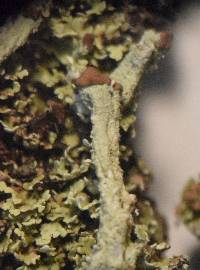 Image of Cladonia polycarpia