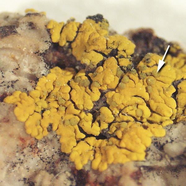 Candelariella lichenicola image
