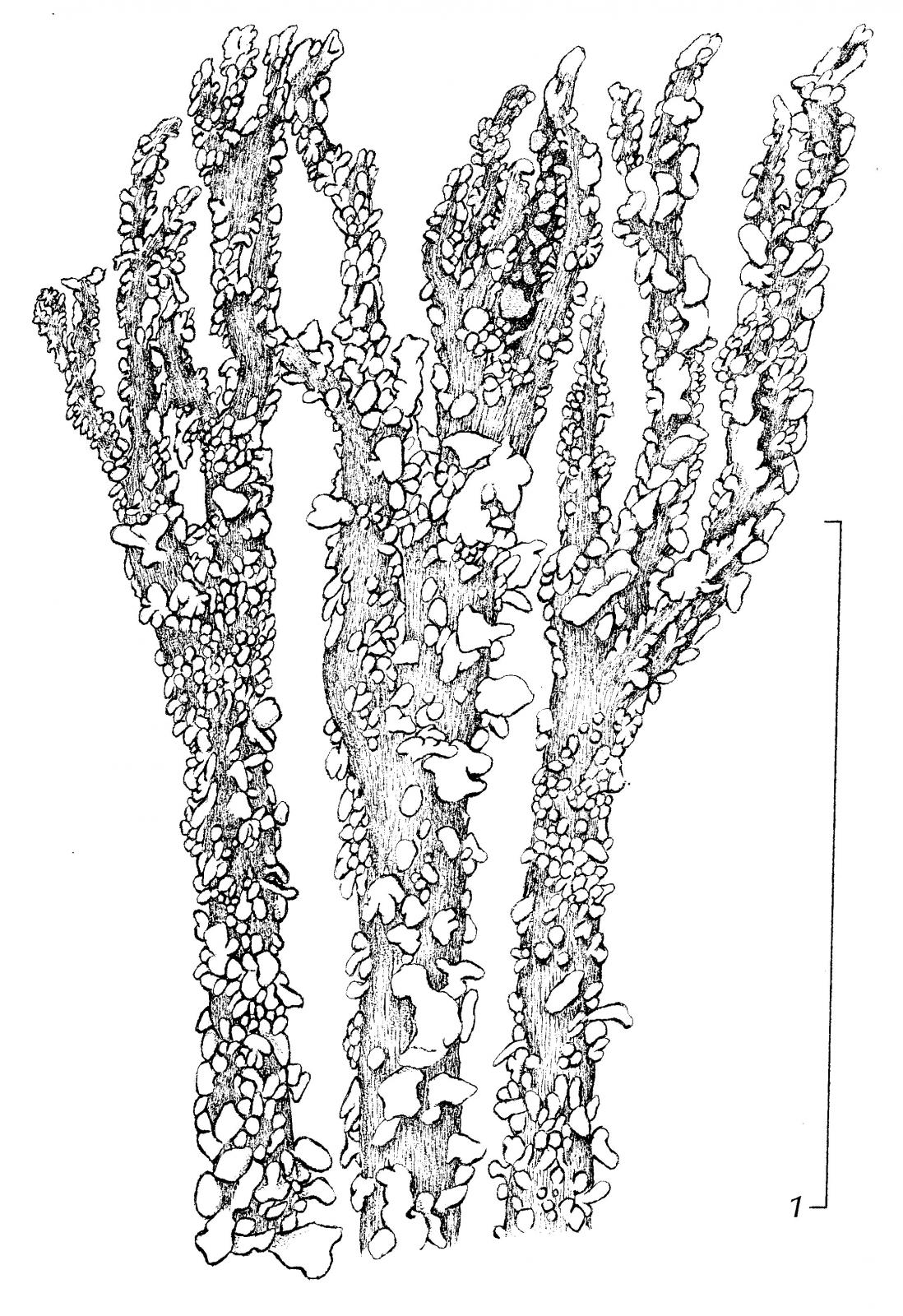 Cladonia acuminata image