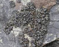 Image of Collema polycarpon