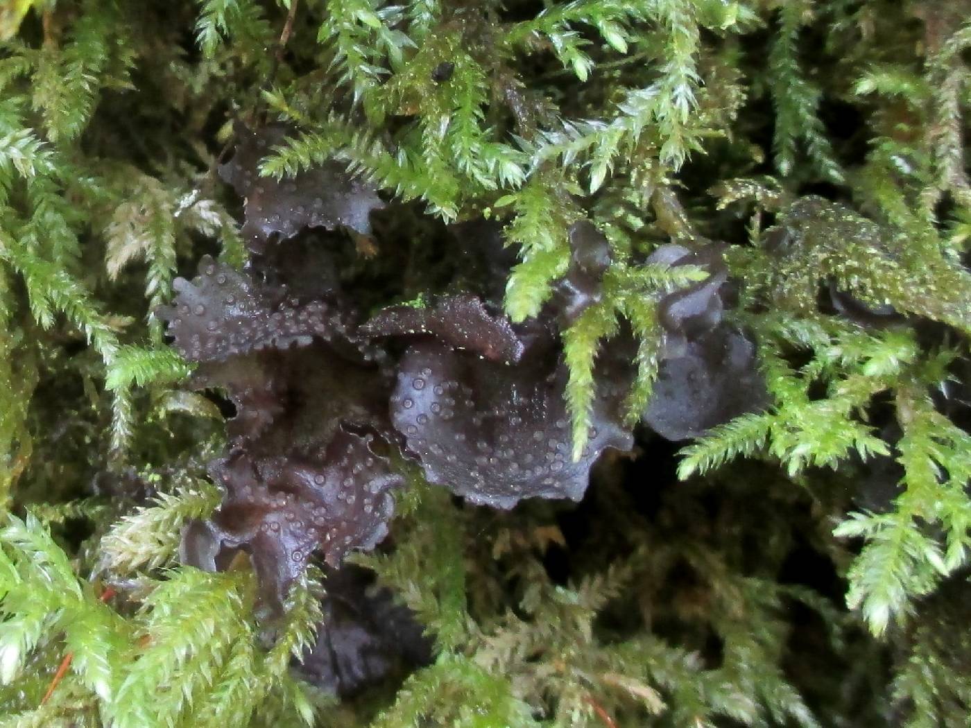 Scytinium polycarpum image