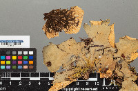 Peltigera neopolydactyla image