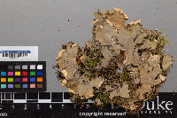 Peltigera praetextata image