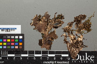 Peltigera neopolydactyla image