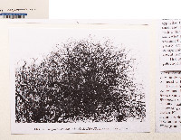 Oropogon colibor image