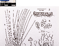 Gyalideopsis mexicana image