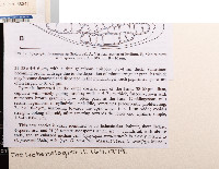 Opegrapha pertusariicola image