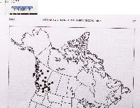 Peltigera chionophila image