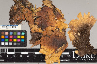 Peltigera aphthosa image