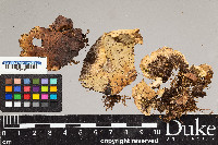 Peltigera aphthosa image