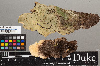 Peltigera aphthosa image