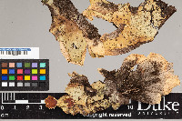 Peltigera aphthosa image