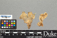 Peltigera canina image