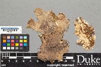 Peltigera canina image