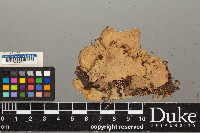 Peltigera horizontalis image