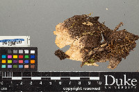 Peltigera leucophlebia image