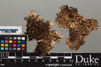 Peltigera leucophlebia image