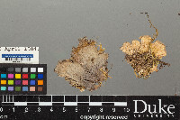 Peltigera membranacea image