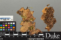 Peltigera neopolydactyla image