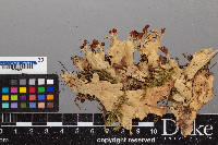 Peltigera polydactylon image