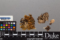 Peltigera praetextata image