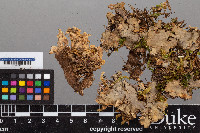 Peltigera praetextata image