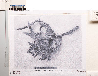Ramalina sinaloensis image