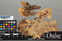 Peltigera neopolydactyla image