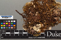 Peltigera dolichorhiza image