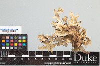 Pseudocyphellaria divulsa image