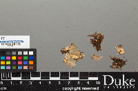 Peltigera neopolydactyla image