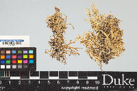 Ramalina subgeniculata image