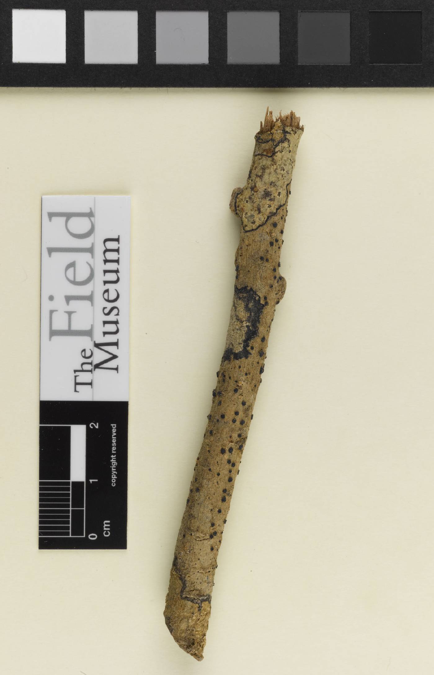 Catillaria pauaiensis image