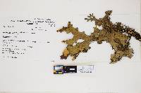 Lobaria pseudopulmonaria image