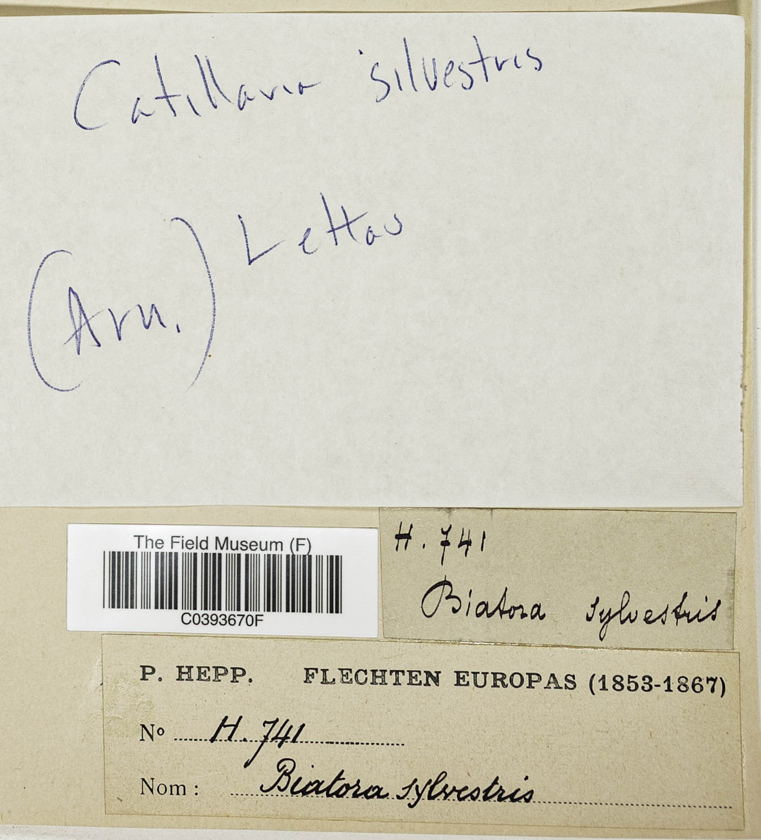 Catillaria silvestris image