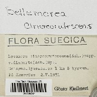 Bellemerea cinereorufescens image