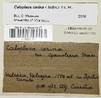 Caloplaca cerina image