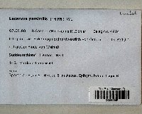 Myriolecis persimilis image