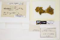 Xanthoria parietina image