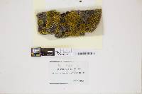 Xanthoria parietina image