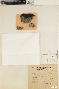 Lecidea albocoerulescens image