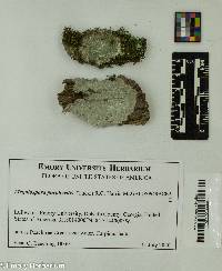 Megalospora porphyritis image
