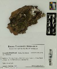 Agonimia flabelliformis image