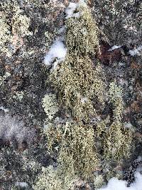 Usnea amblyoclada image