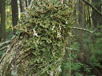 Lobaria pulmonaria image