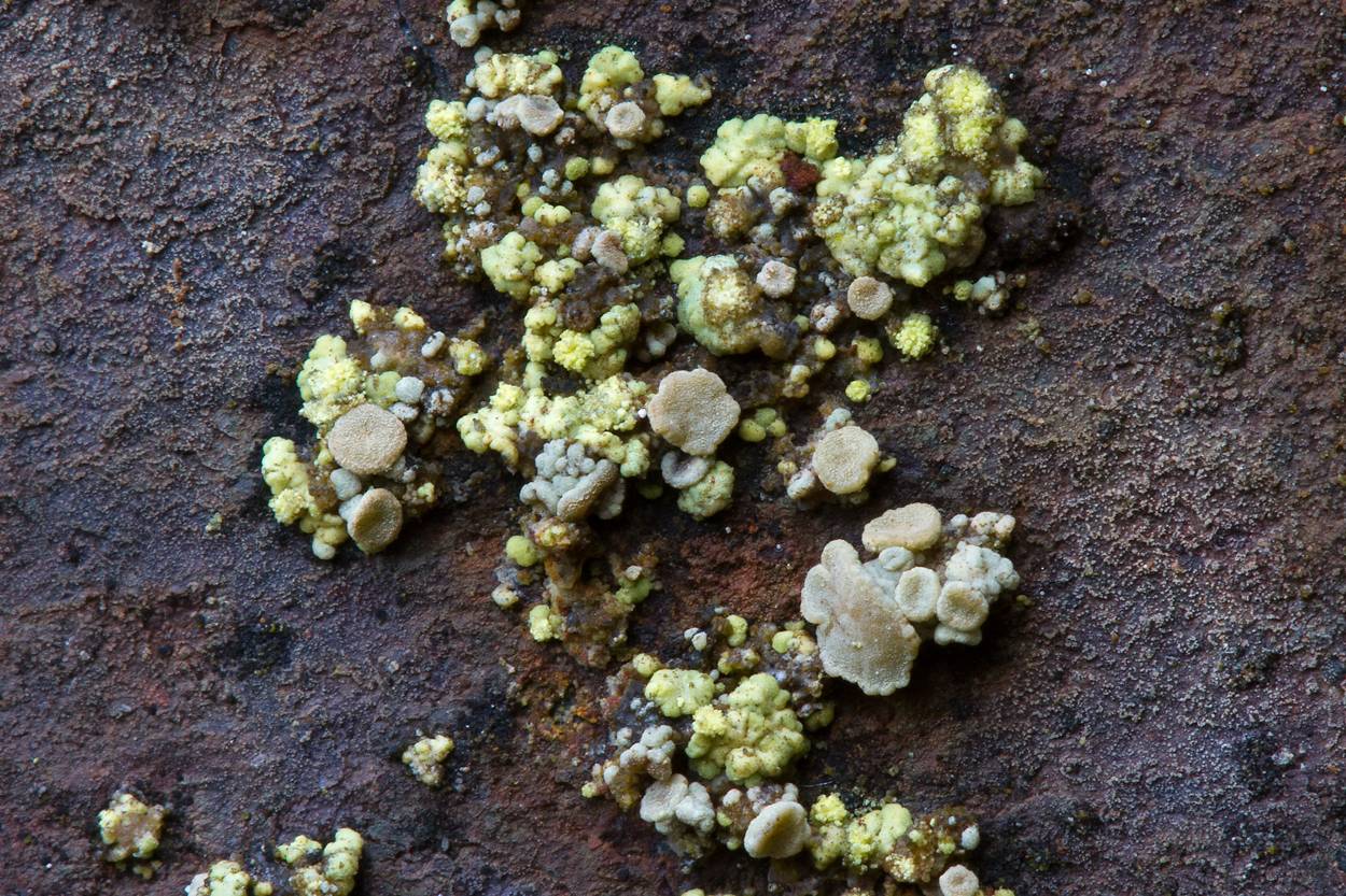 Lecanora epanora image