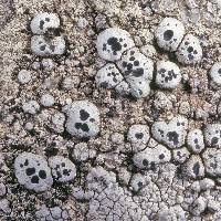 Image of Lecanora comoduensis