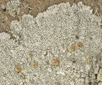 Lecanora austrosorediosa image